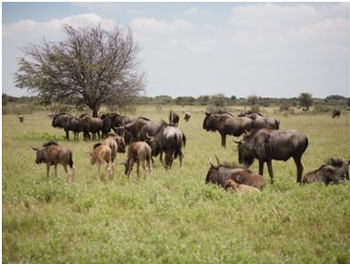 khama rhino sanctuary other animals